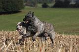 BOUVIER DES ARDENNES 228
